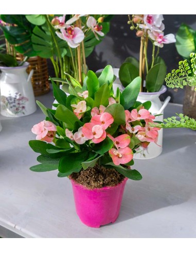 Euphorbia Mili - Ø 14 cm H 40 cm