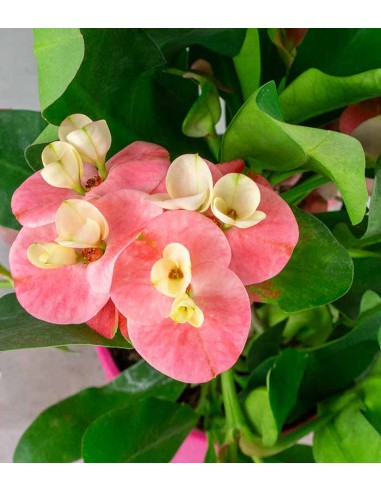 Euphorbia Mili - Ø 14 cm H 40 cm