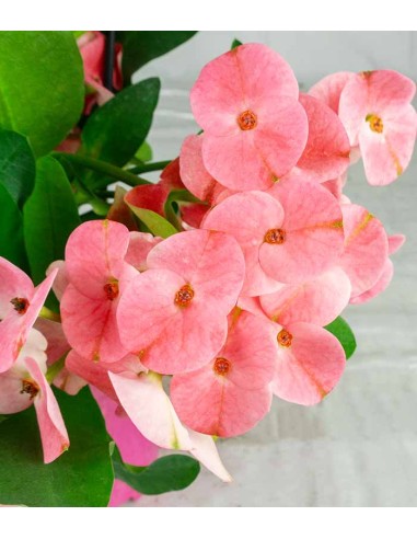 Euphorbia Mili - Ø 14 cm H 40 cm