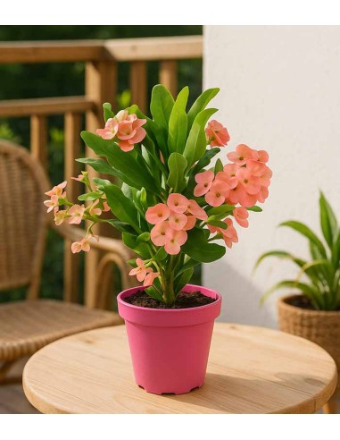 Euphorbia Mili - Ø 14 cm H 40 cm