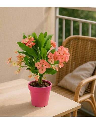 Euphorbia Mili - Ø 14 cm H 40 cm