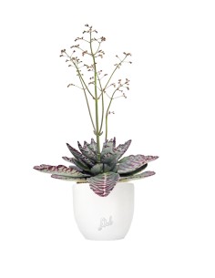 Kalanchoe Humilis "Desert...