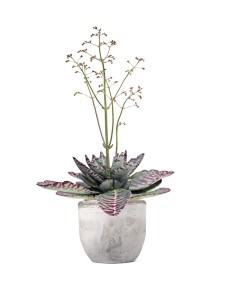 Kalanchoe Humilis "Desert... 2