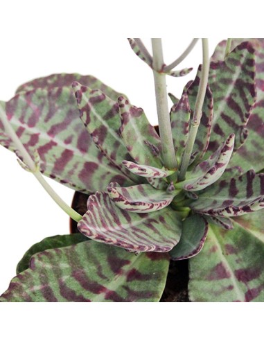 Kalanchoe Humilis "Desert Surprise"