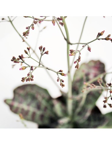 Kalanchoe Humilis "Desert Surprise"