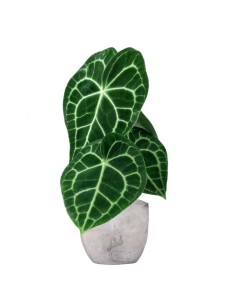 Anthurium Clarinervium