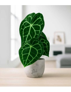 Anthurium Clarinervium 2
