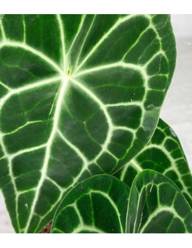 Anthurium Clarinervium