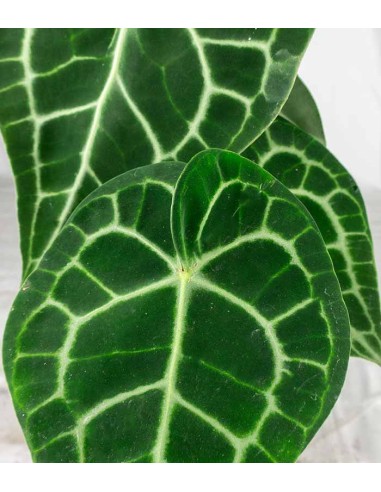 Anthurium Clarinervium