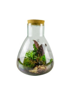 Terrario LED con mix di piante