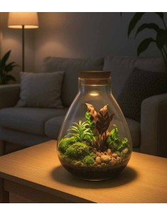 Terrario LED con mix di piante 2