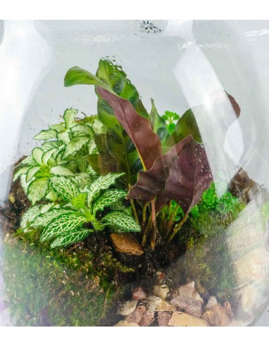 Terrario LED con mix di piante