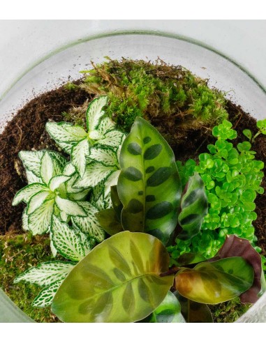 Terrario LED con mix di piante