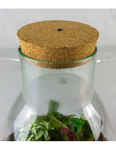 Terrario LED con mix di piante