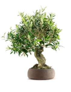 Olivo esemplare 14 anni