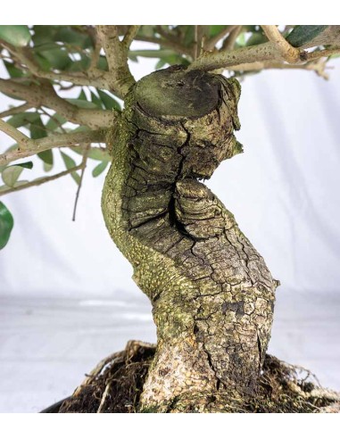 Olivo esemplare 14 anni