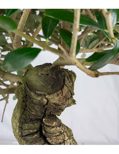 Olivo esemplare 14 anni