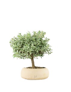 Bonsai di Coprosma...