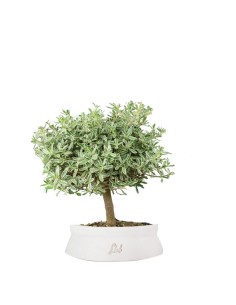 Bonsai di Coprosma... 2