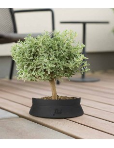 Bonsai di Coprosma... 2