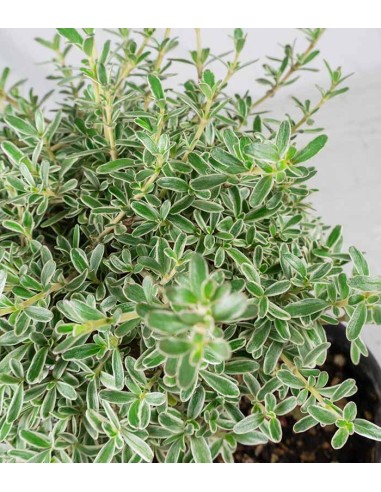 Bonsai di Coprosma Alberello – H30 cm Bonsai di Coprosma Alberello – H30 cm