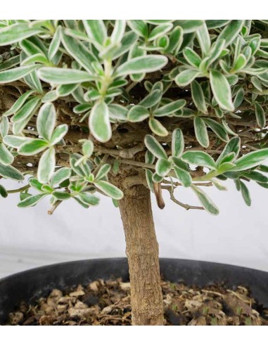 Bonsai di Coprosma Alberello – H30 cm Bonsai di Coprosma Alberello – H30 cm
