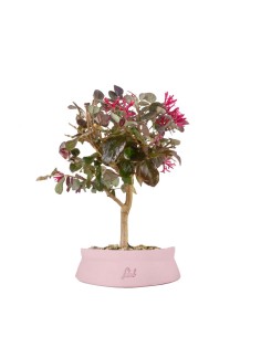 Loropetalum