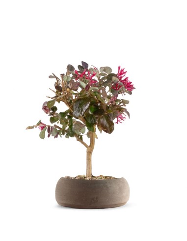 Loropetalum Loropetalum