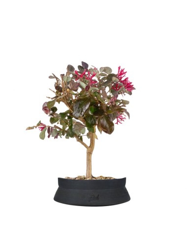 Loropetalum Loropetalum