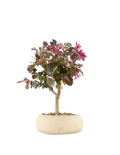 Loropetalum 2
