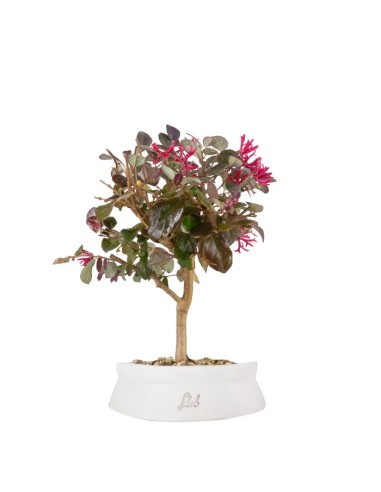 Loropetalum Loropetalum