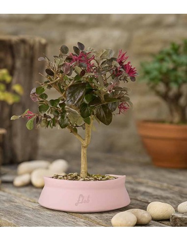 Loropetalum Loropetalum
