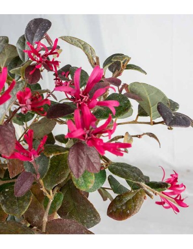 Loropetalum Loropetalum