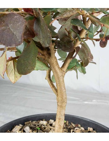 Loropetalum Loropetalum