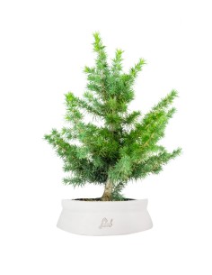 Bonsai Cedro del Libano H50 cm 2