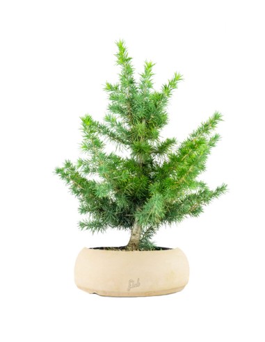 Cedro Bonsai