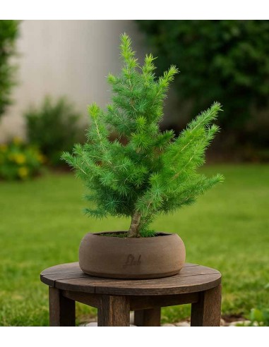 Bonsai Cedro del Libano H50 cm