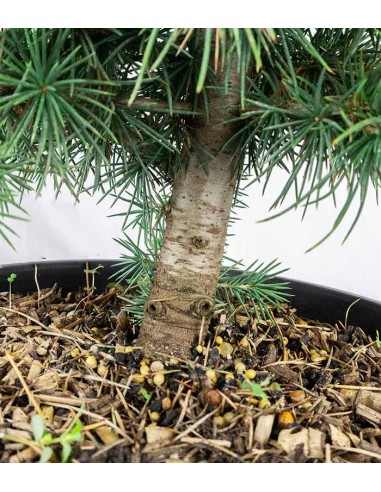 Cedro Bonsai