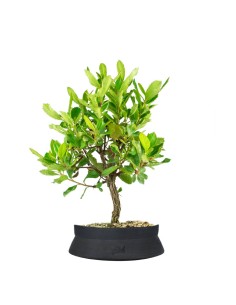 Bonsai di Corbezzolo H35 cm