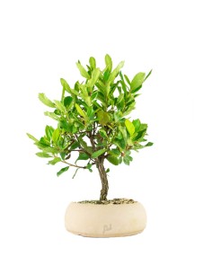 Bonsai di Corbezzolo H35 cm 2