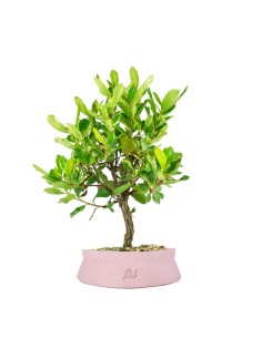 Bonsai di Corbezzolo H35 cm 2