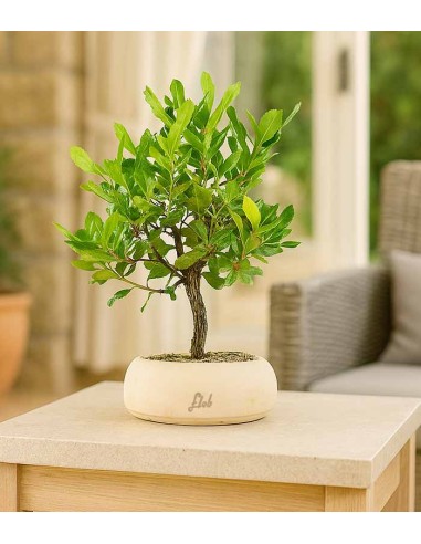 Bonsai di Corbezzolo H35 cm Bonsai di Corbezzolo H35 cm