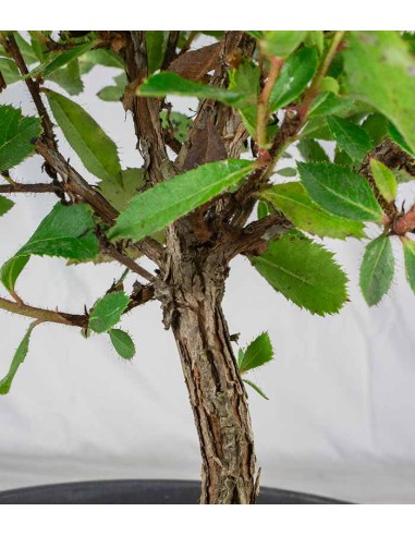 Bonsai di Corbezzolo H35 cm Bonsai di Corbezzolo H35 cm