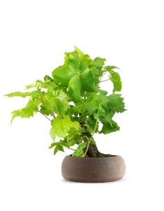 Bonsai Vite H30 cm