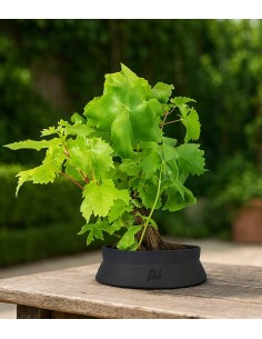 Bonsai Vite H30 cm 2