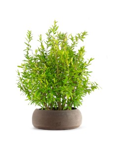 Bonsai di Melograno H45 cm