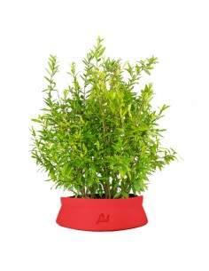 Bonsai di Melograno H45 cm 2