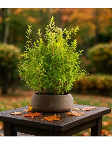 Bonsai di Melograno H45 cm