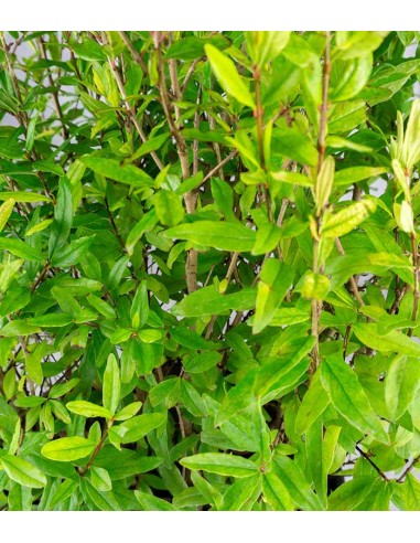 Bonsai di Melograno H45 cm