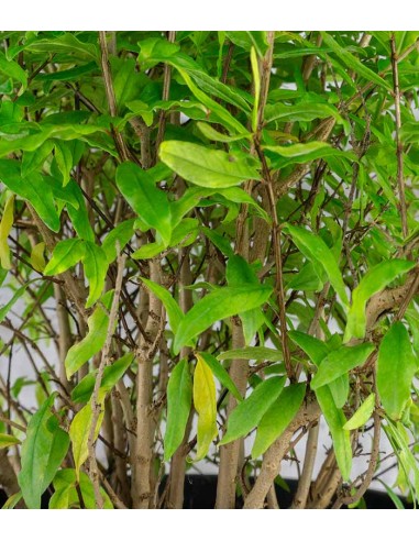 Bonsai di Melograno H45 cm